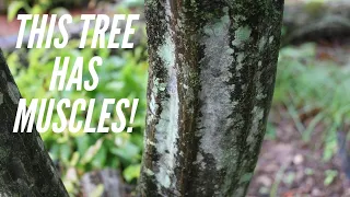 Identify & Learn About Musclewood Trees - Nature is cool