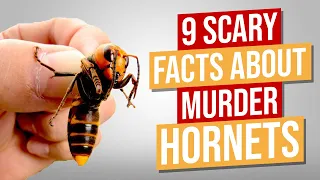 9 Scary Facts About Murder Hornets You Need To Know