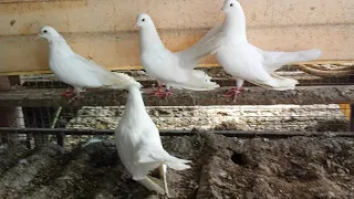 Исчезающая порода голубей в России / The disappearing breed of pigeons in Russia