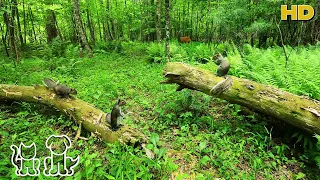 Watch TV with your Pets 😺🐶🦜📺| Squirrels & Deer in the Forest | 10 Hours for all day Entertainment