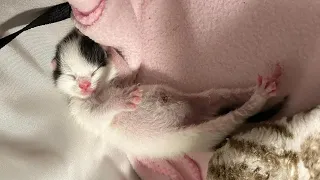 Orphaned Newborn Kitten Becomes A Beautiful Cat Due To Her Foster Mom