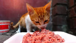 Incredibly Cute Little Hungry Kittens living on the street ( hungry kitten wants food ) lucky paws