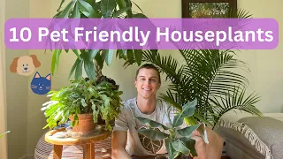 10 Pet Friendly Houseplants ! Easy To Grow Cool Non toxic To Cats & Dogs