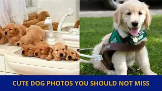 Cute dog photos | Cute puppies images | Dog photos dog pictures | Small dogs playing together | P35