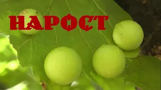 НАРОСТ