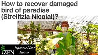 How to recover damaged bird of paradise, Strelitzia Nicolai?