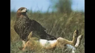 ОРЛЫ НА ОХОТЕ-EAGLES ON THE HUNT.