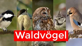 10 Waldvögel und ihr Gesang | Vogelstimmen lernen