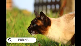 FREE PURINA PRO PLAN KITTEN