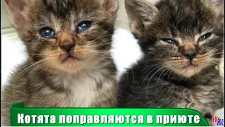 Мужчина два дня вытаскивал КОТЕНКА из мусорной кучи