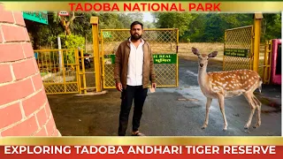 EXPLORING TADOBA ANDHARI TIGER RESERVE | TADOBA ANDHARI JUNGLE SAFARI | TADOBA NATIONAL PARK