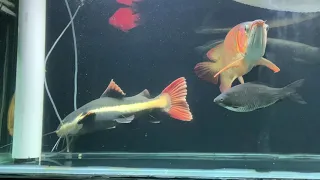 Red Tail Catfish tried to eat arowana