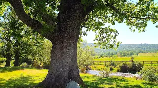 Healing Nature Ambience Meditation 🌿🌞 Lovely SUMMER AFTERNOON by a Gentle River in the Forest