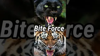 Black Panther vs Siberian Tiger Jaugar black panther vs Siberian Tiger||  @AnimalFacts972#short
