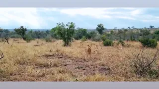 Monwana Lion Pride Following Buffalo Herd | Kruger | 3 May 2024