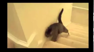 Пьяный кот поднимается по ступенькам