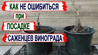 🍇 Ошибка ОБРЕЗКИ ОДНОЛЕТНЕГО САЖЕНЦА перед посадкой. Как ВЕРТИКАЛЬНАЯ ПОЛЯРНОСТЬ вредит винограду.