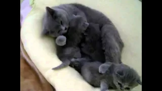 Кошка мама успокаивает котят kittens and mother cat kittens meowing for mom