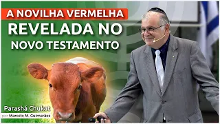 A novilha vermelha revelada no Novo Testamento