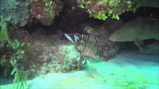 Grouper/ Invasive Lionfish Live Open Water Kill: Believed to be the First Recorded Observation