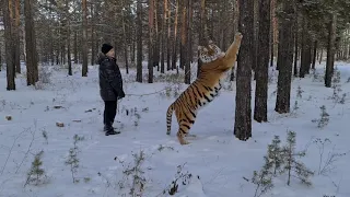 Узнали вес тигрицы Хонды и погуляли в лесу/We got the tigress Honda's weight and went for a walk