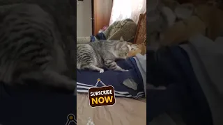 Был бы у меня такой кот 😂, смешные кошки, любителям кошек котов и котят #кот #кошка #котёнок