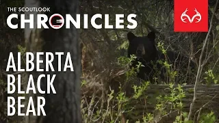 The Chronicles: Alberta Black Bear Hunt