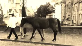 Stadswandeling Brugge - Equus Sensus