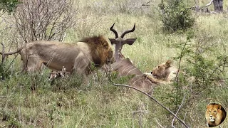 Lioness Catch Kudu For Casper The White Lion And Brothers To Kill And Eat