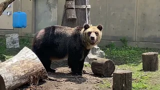 旭山動物園　ヒグマのとんこさんがひたすらウロウロ