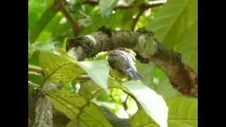 Brown-throated Sunbird preening & calling