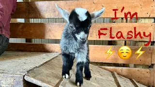 Flashiest baby goats on YouTube | Cleaning out the goat barn one day at a time | Using hay to seed!