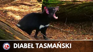 DIABEŁ TASMAŃSKI wszystko co warto wiedzieć | Dobrze Pojechane TASMANIA