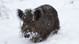 Attack of wild boar : Mom roe saves her Puppy , Cinghiale Attacca Capriolo