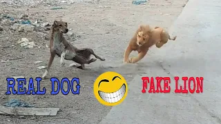 Big Fake Lion vs Prank Dogs - Must  Funny Video Will Make  - Try Not to Laugh