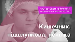 Кишечник, підшлункова, печінка – Підготовка до ЗНО – Біологія