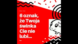 6 znaków, po których poznasz, że Twoja świnka Cie nie lubi...