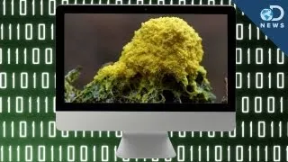 Living Computer Created With Slime Mold?