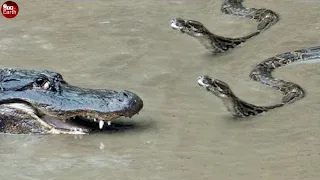 Final Battle Crocodile Attack Snake