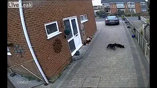 Pitbull Attacks And Kills Cat 🐈‍⬛☠️