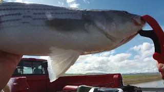 Gotta Get A Net For Aqueduct Fishing