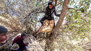 Harvesting Wild Pistachios: Resilient Mother's Mountain Adventure