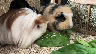 Guinea pig family eating together