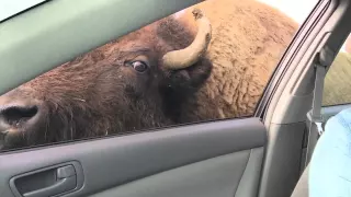 Buffalo kisses