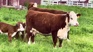 Mother cow is protecting her baby. #Happy Mother’s Day