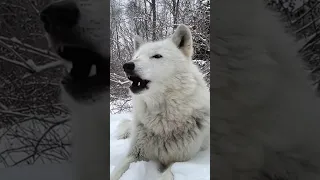 wolf howl