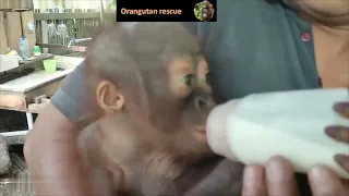 Scared baby orangutan found by locals in palm oil plantations and handed over to local authorities