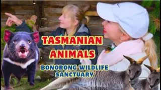 Things To Do In Tasmania -Tasmanian Devil and Other Tasmanian Animals Amazing Experience