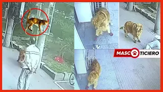 Gato cae del cielo sobre un hombre INCREIBLE [NOTICIAS DE ANIMALES] | MASCOTICIERO