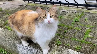 Beautiful cats living on the street. The fur of these Cats is very soft and beautiful. 😍